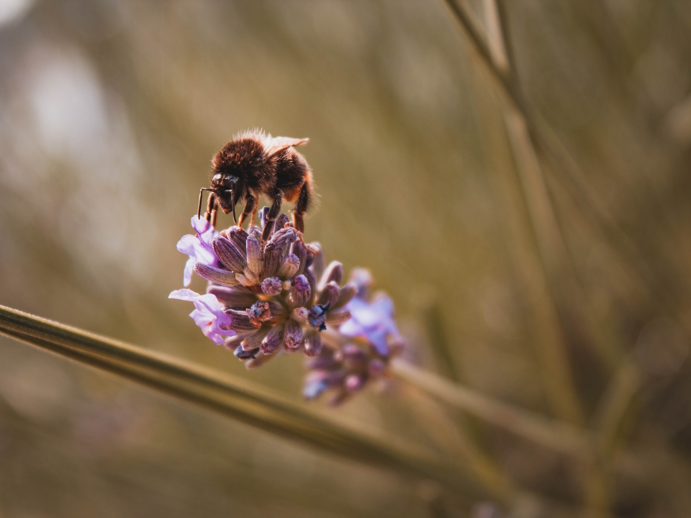 honey bee on flower
