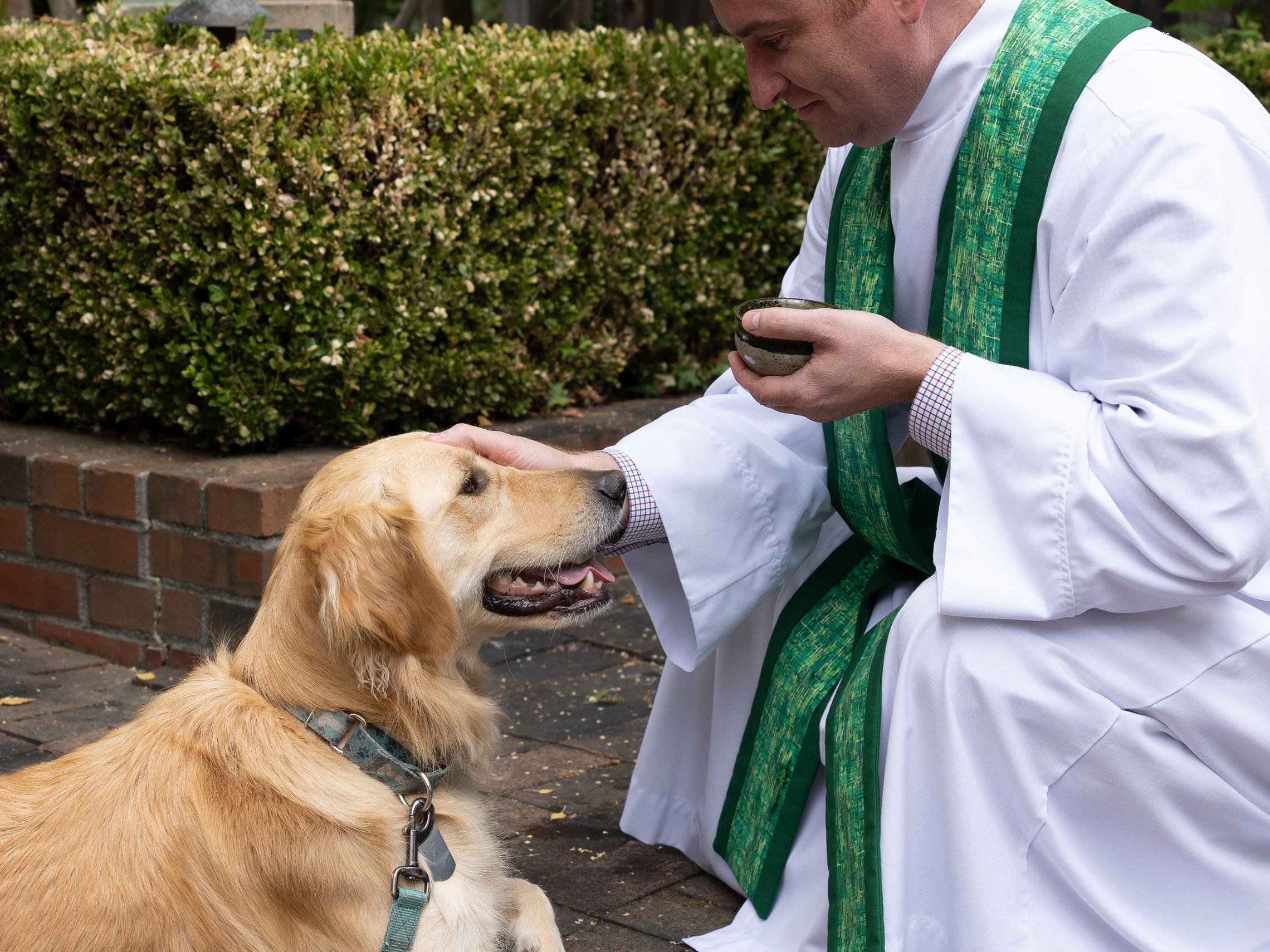 Blessing Of The Animals 1 Of 1